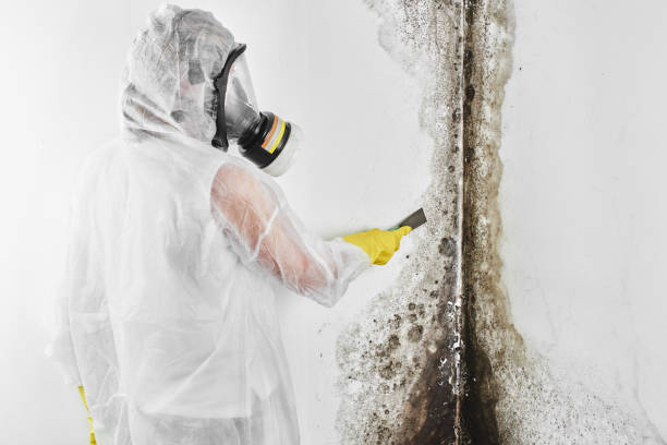 Best Crawl Space Mold Removal  in Lone Tree, IA