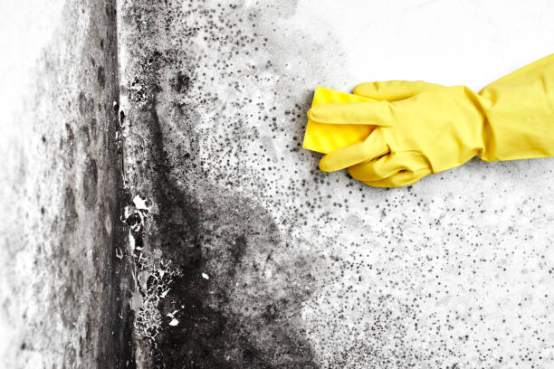 Mold Removal Process in Lone Tree, IA