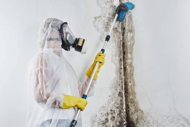 Best Attic Mold Removal  in Lone Tree, IA
