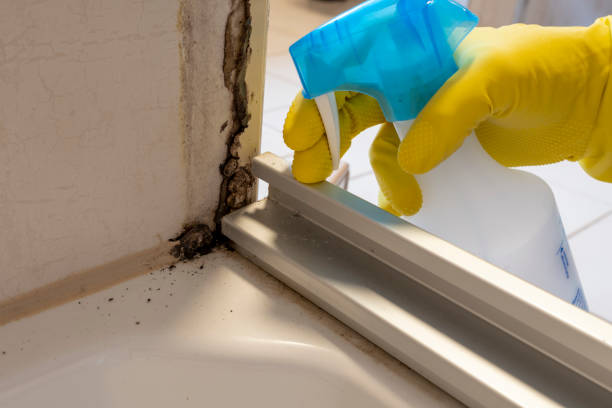 Best Fast Mold Removal  in Lone Tree, IA
