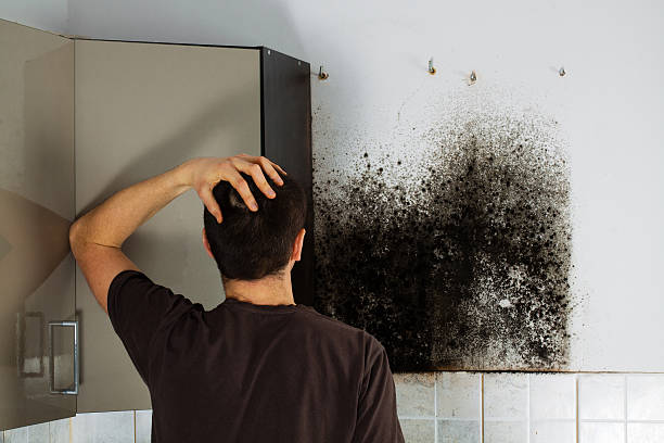 Best Mold Testing  in Lone Tree, IA
