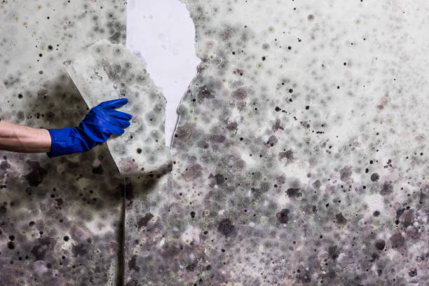 Best Local Mold Removal Service  in Lone Tree, IA