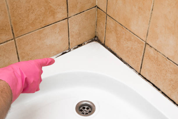 Best Home Mold Removal  in Lone Tree, IA