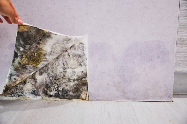 Best Toxic Mold Removal  in Lone Tree, IA